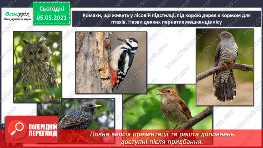 №050 - Природні угруповання. Природне угруповання — ліс.23