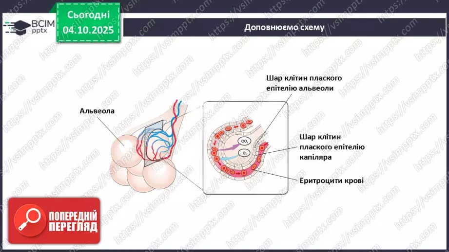 №021 - Узагальнення вивченого з теми: «Дихання як властивість живого. Будова й функції24 №021 - Узагальнення вивченого з теми: «Дихання як властивість живого. Будова й функції24