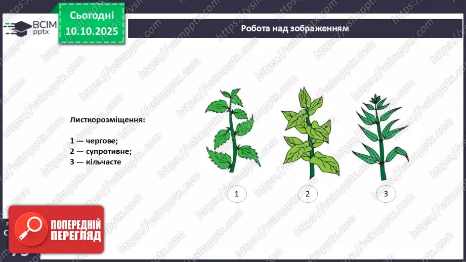 №022 - Покритонасінні рослини: будова бруньки, пагона й листка.11 №022 - Покритонасінні рослини: будова бруньки, пагона й листка.11
