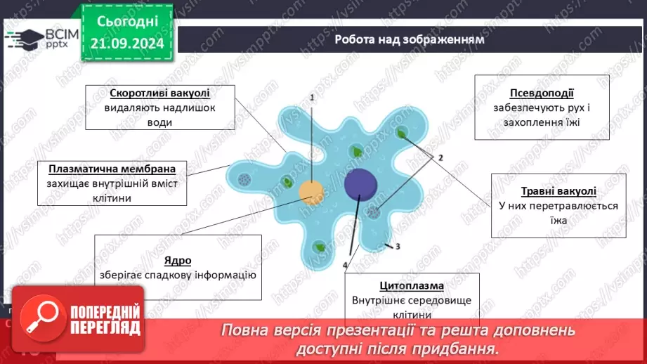 №13 - Які одноклітині евкаріоти мешкають у прісних водоймах?18