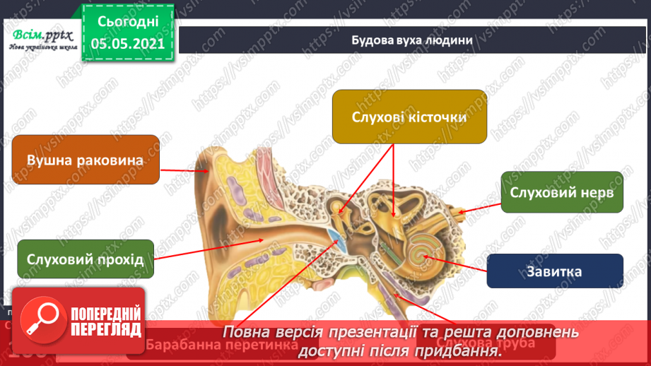 №081 - Орган слуху. Практична робота.15