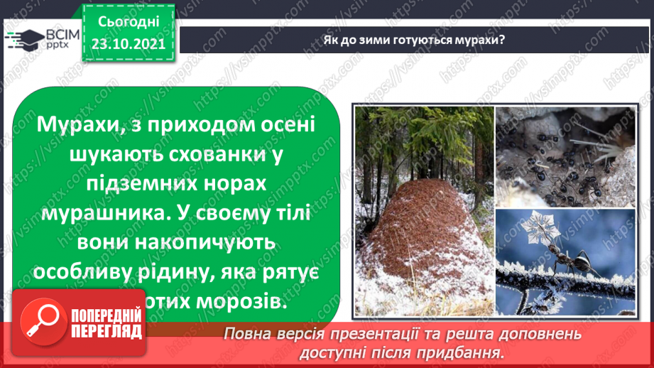 №030 - Як територія може стати домівкою? Комікс: «Як зимують комахи?»18 №030 - Як територія може стати домівкою? Комікс: «Як зимують комахи?»18