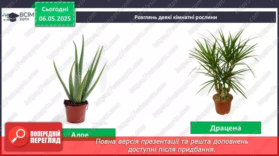 №101-102 - Догляд за кімнатними рослинами. Пересаджування квітів7