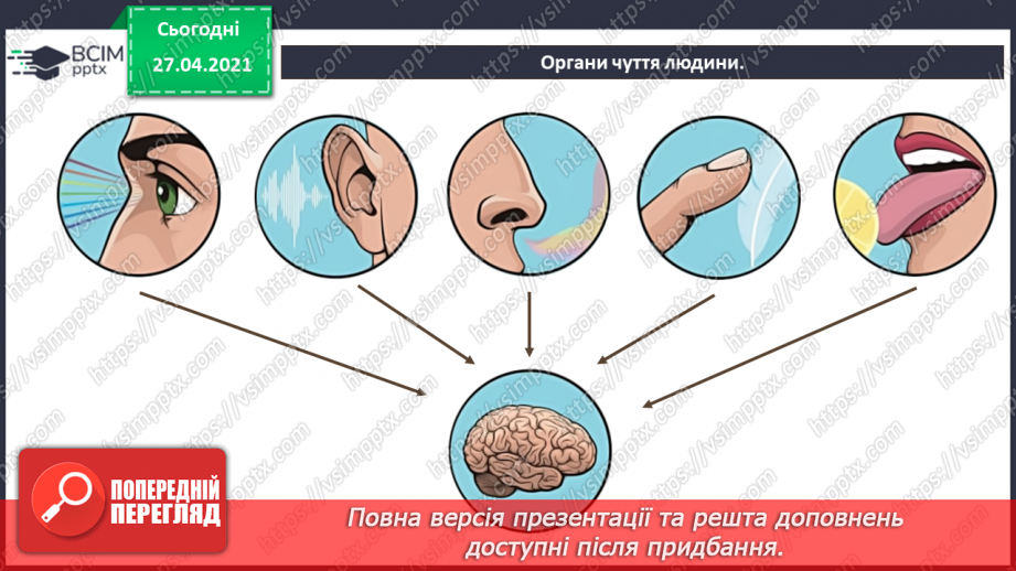 №02. Сприймання людиною інформації. Властивості інформації. Види інформації за способом сприймання: зорова, слухова, нюхова, смакова, дотикова.15