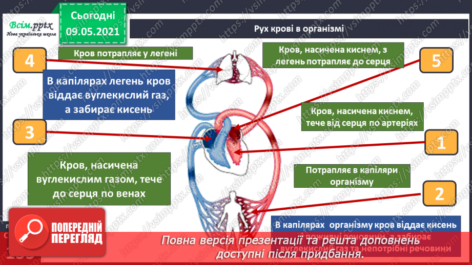 №091 - Навіщо людині кровообіг?6