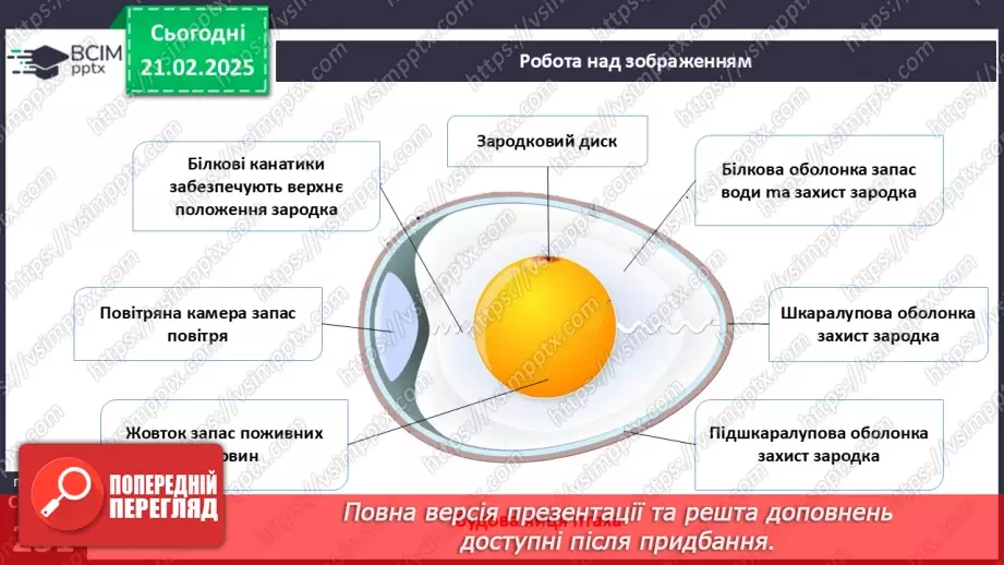 №64 - Птахи: риси пристосованості до польоту.19