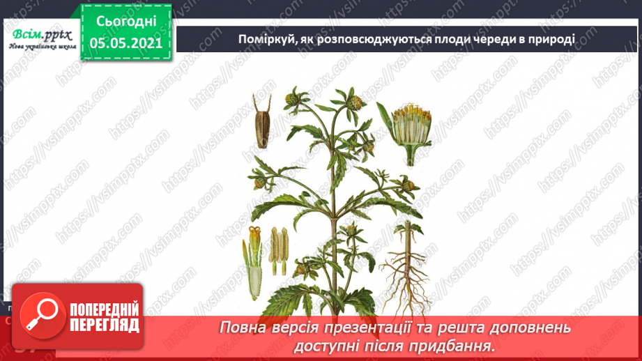 №033 - Розмноження квіткових рослин23