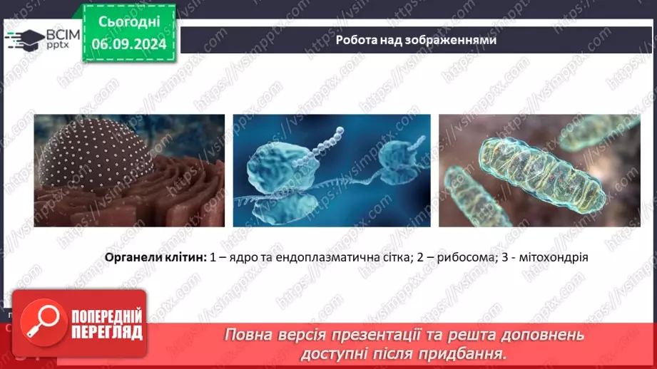 №08 - Типи організації клітин: прокаріотичні та еукаріотичні клітини.13