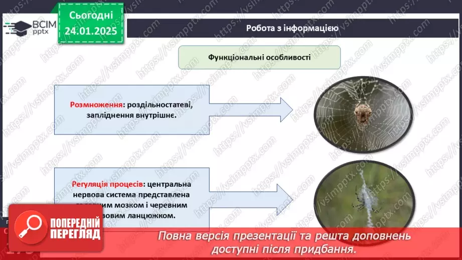 №55 - Павукоподібні.11 №55 - Павукоподібні.11
