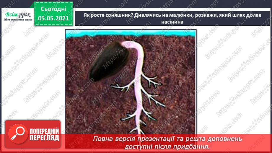 №035 - Сторінка дослідників. Як виростити нову рослину. Умови проростання насіння18 №035 - Сторінка дослідників. Як виростити нову рослину. Умови проростання насіння18