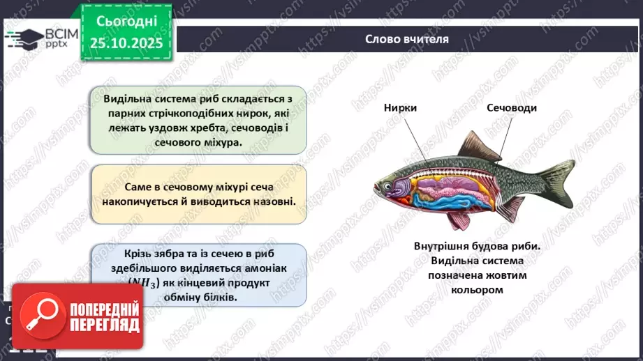 №028 - Виділення як властивість живого. Еволюція видільної системи тварин.19 №028 - Виділення як властивість живого. Еволюція видільної системи тварин.19