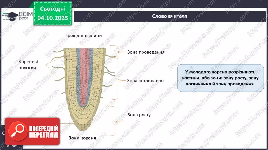 №021 - Покритонасінні рослини: тканини та будова кореня18 №021 - Покритонасінні рослини: тканини та будова кореня18