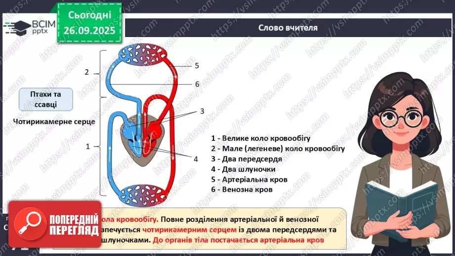 №016 - Еволюція кровоносної системи.18 №016 - Еволюція кровоносної системи.18