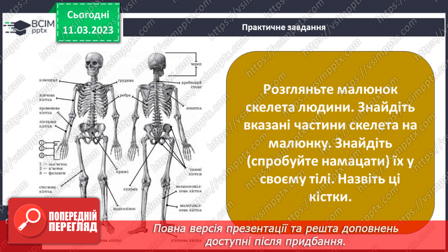 №53 - Органи опори й руху людини. Функції м’язів.3