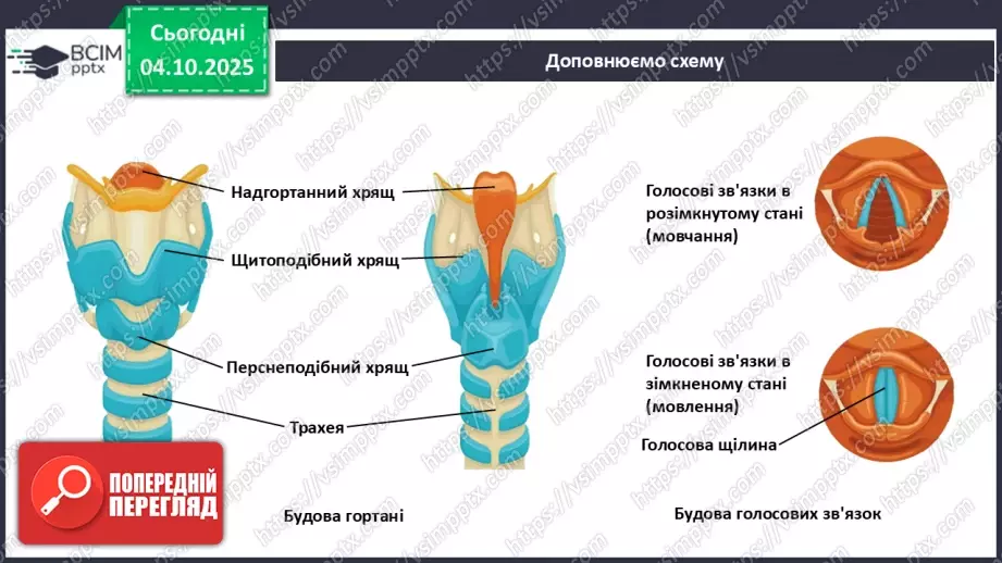 №021 - Узагальнення вивченого з теми: «Дихання як властивість живого. Будова й функції17 №021 - Узагальнення вивченого з теми: «Дихання як властивість живого. Будова й функції17