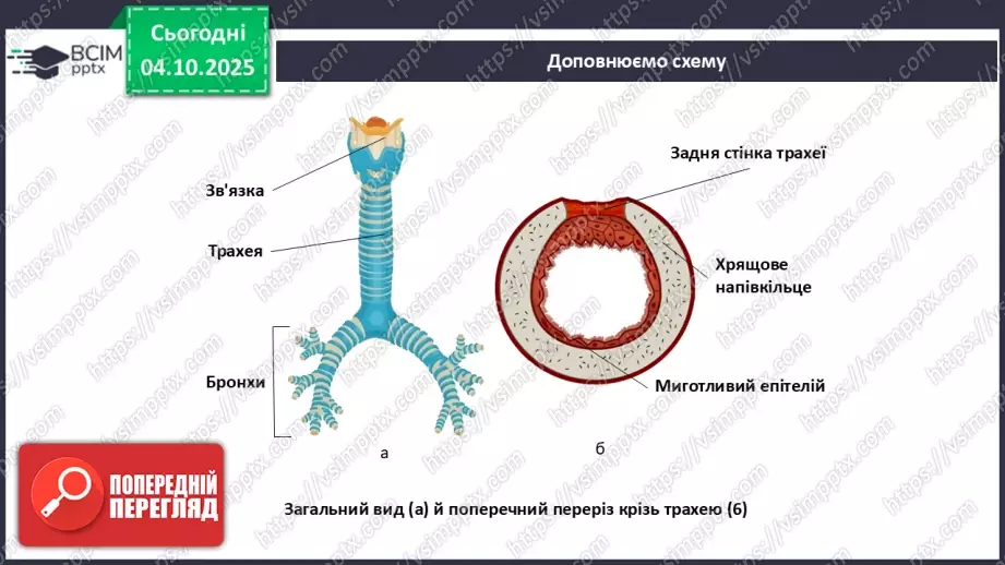 №021 - Узагальнення вивченого з теми: «Дихання як властивість живого. Будова й функції19 №021 - Узагальнення вивченого з теми: «Дихання як властивість живого. Будова й функції19