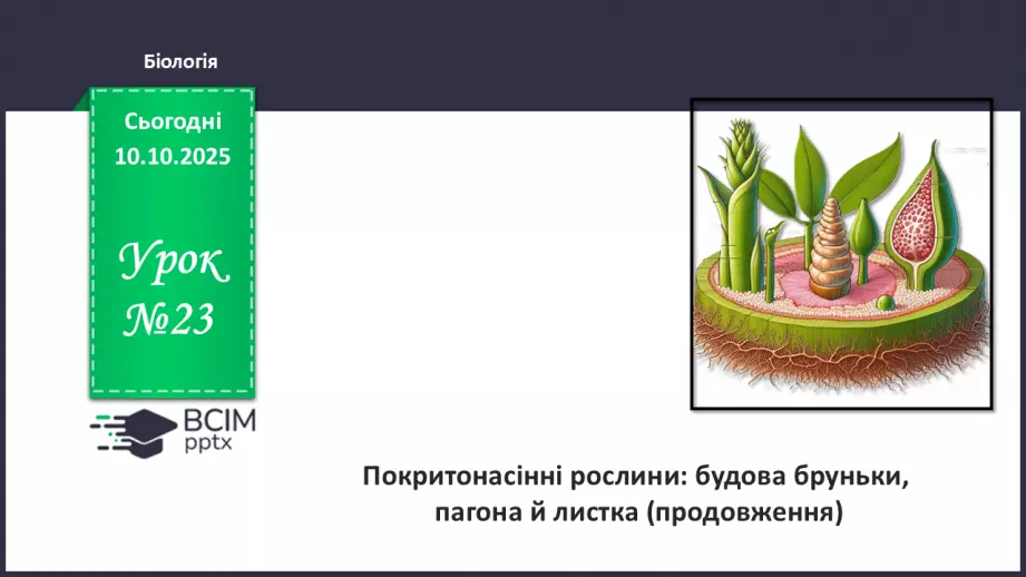 №023 - Покритонасінні рослини: будова бруньки, пагона й листка (продовження).0 №023 - Покритонасінні рослини: будова бруньки, пагона й листка (продовження).0