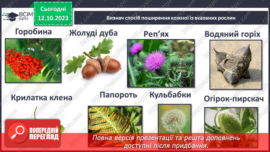 №022 - Плоди і насіння рослин13 №022 - Плоди і насіння рослин13