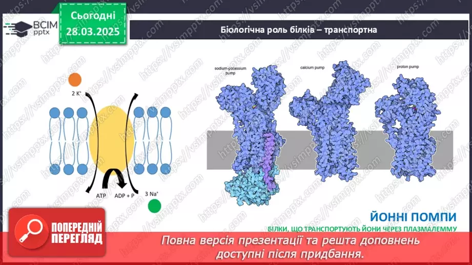 №29-30 - Білки.25 №29-30 - Білки.25