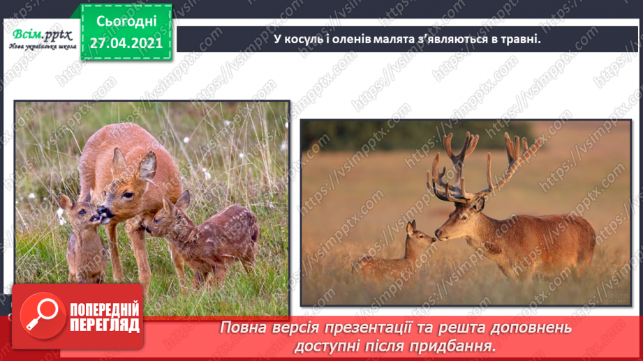 №088-89 - Які турботи приносить весна звірам?18