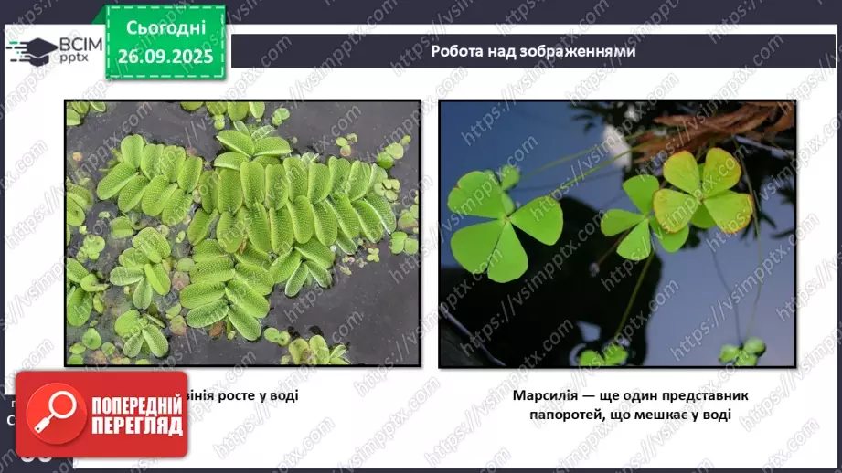 №018 - Вищі спорові рослини: папороті та хвощі. Їхнє значення в екосистемах і використання.6 №018 - Вищі спорові рослини: папороті та хвощі. Їхнє значення в екосистемах і використання.6