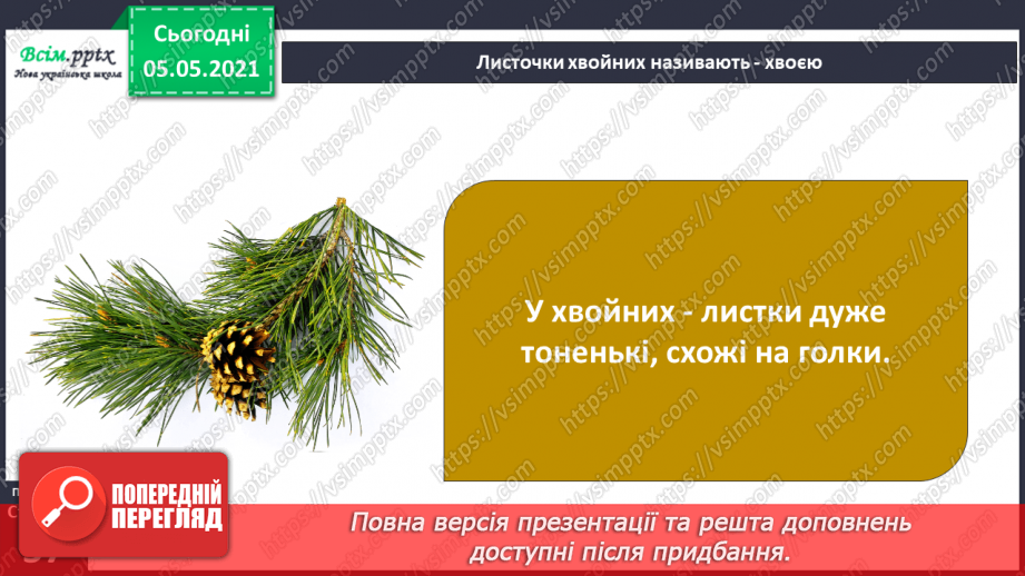 №035 - Хвойні рослини.12 №035 - Хвойні рослини.12