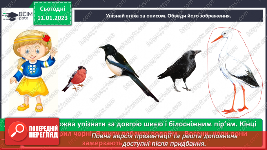 №0057 - Птахи23