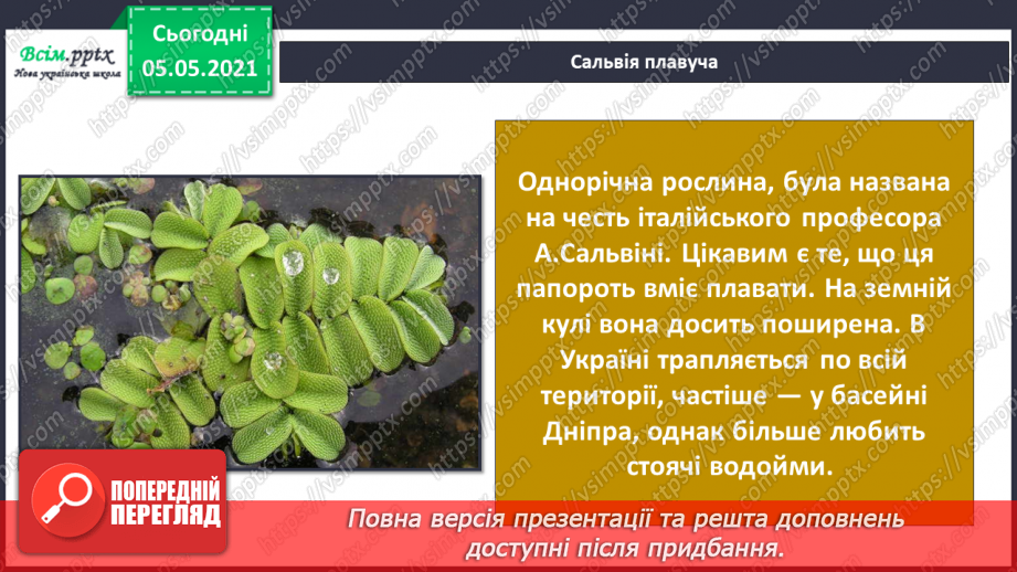 №034 - Папороті.16 №034 - Папороті.16