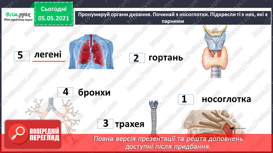 №069 - Органи дихання.16