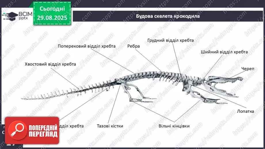 №004 - Рух як властивість живого. Еволюція опорно-рухового апарату хордових тварин.23 №004 - Рух як властивість живого. Еволюція опорно-рухового апарату хордових тварин.23