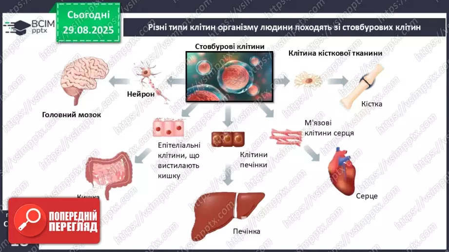 №004 - Організм людини як саморегульована біологічна система: молекулярний та клітинний рівні.20 №004 - Організм людини як саморегульована біологічна система: молекулярний та клітинний рівні.20