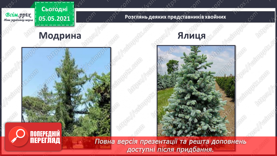 №035 - Хвойні рослини.18 №035 - Хвойні рослини.18