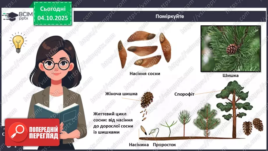 №019 - Голонасінні рослини: значення в екосистемах і використання.7 №019 - Голонасінні рослини: значення в екосистемах і використання.7