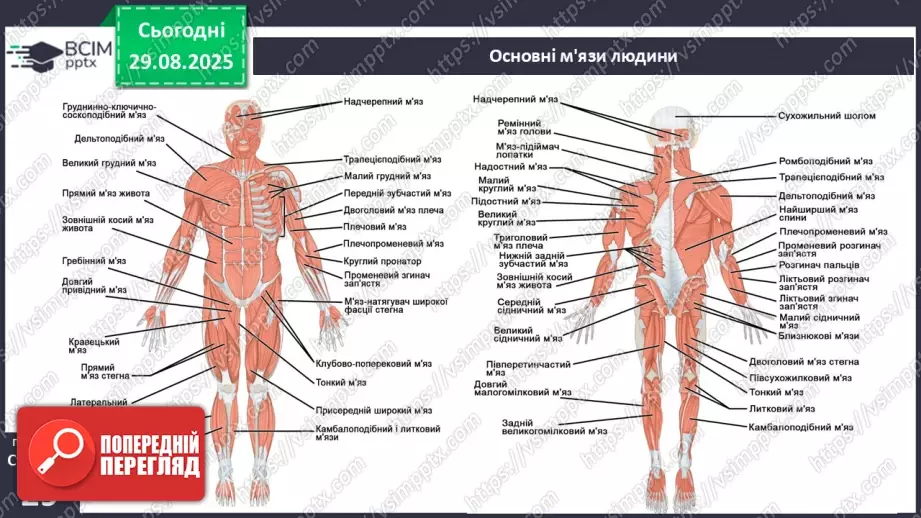 №006 - Особливості руху людини. Будова та функції м'язової системи.23 №006 - Особливості руху людини. Будова та функції м'язової системи.23