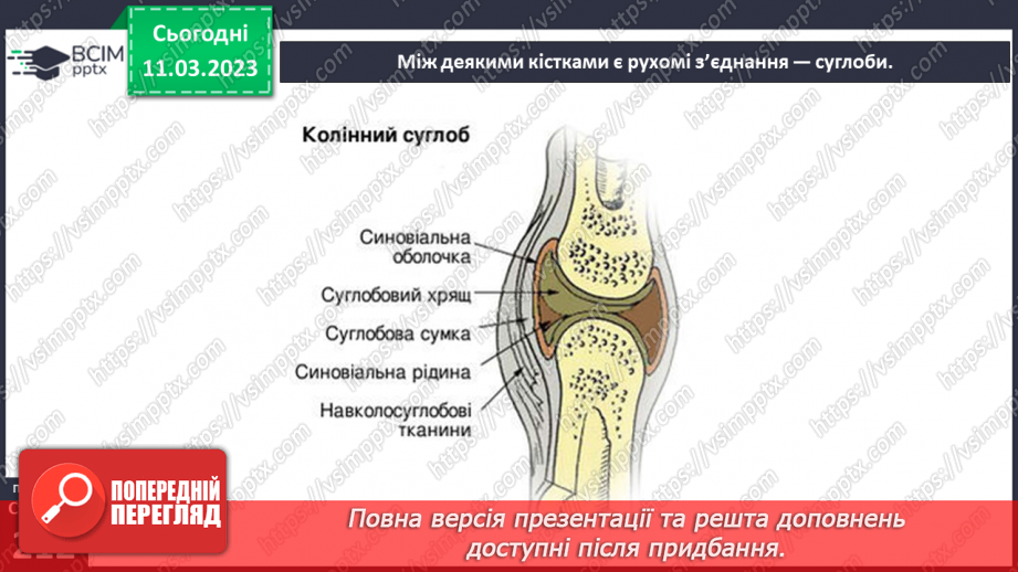 №53 - Органи опори й руху людини. Функції м’язів.6