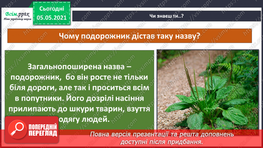 №036 - Квіткові рослини.24