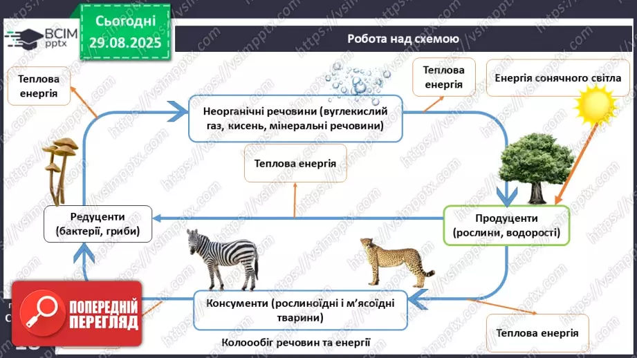 №005 - Структура та закономірності функціонування екосистем. Побудова ланцюга живлення.  STEAM ПРОЄКТ «Дизайн штучної екосистеми «Акваріум»»24 №005 - Структура та закономірності функціонування екосистем. Побудова ланцюга живлення.  STEAM ПРОЄКТ «Дизайн штучної екосистеми «Акваріум»»24