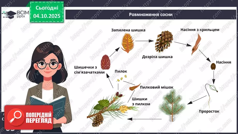 №019 - Голонасінні рослини: значення в екосистемах і використання.10 №019 - Голонасінні рослини: значення в екосистемах і використання.10
