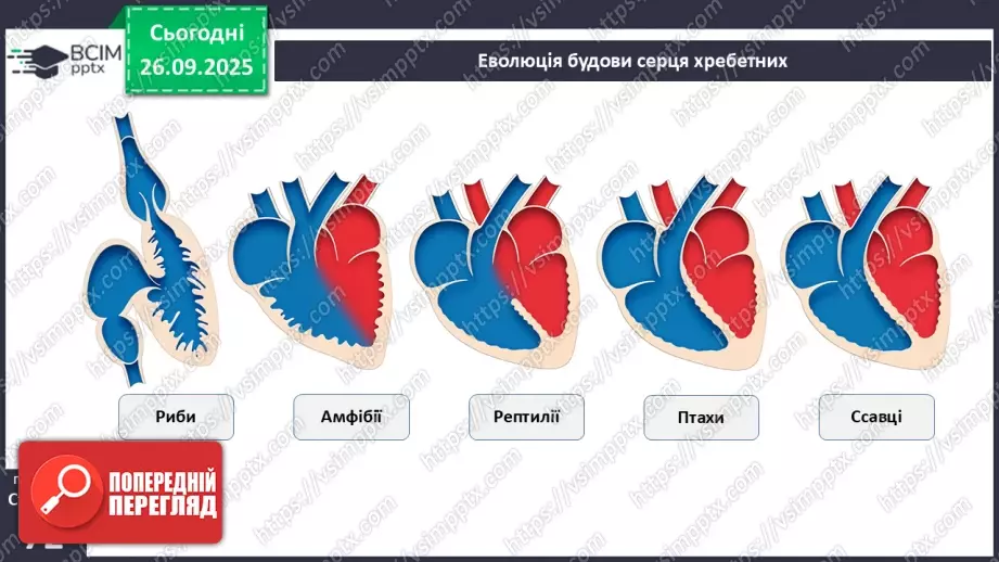 №016 - Еволюція кровоносної системи.19 №016 - Еволюція кровоносної системи.19