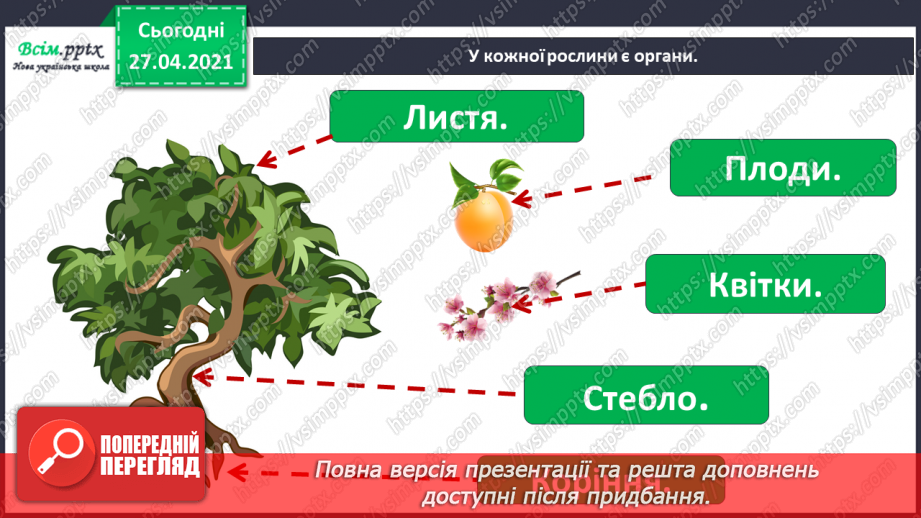 №011 - 012 - Якими бувають рослини? Як розрізняють рослини? Проводимо дослідження. Які умови потрібні рослинам для життя?6