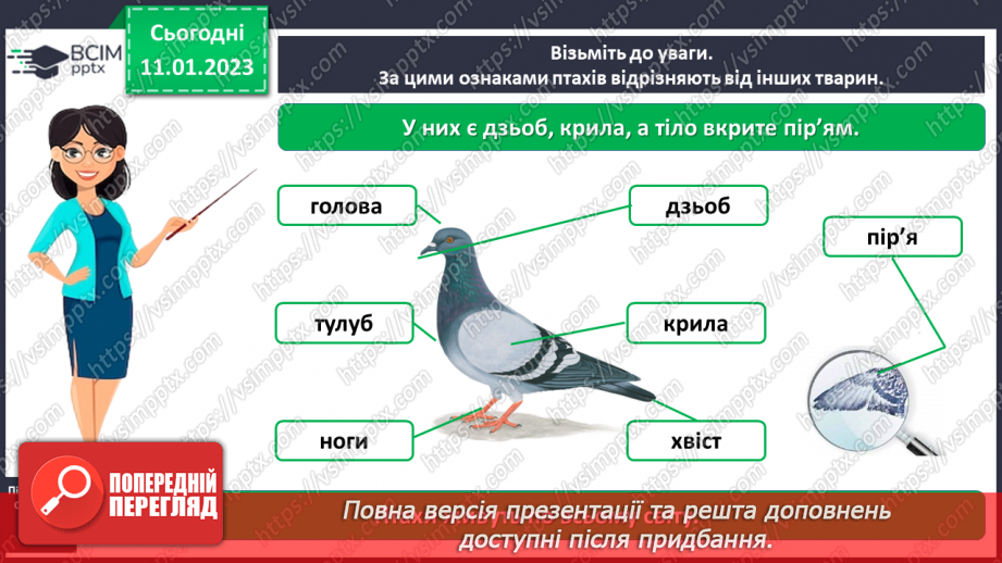 №0057 - Птахи10