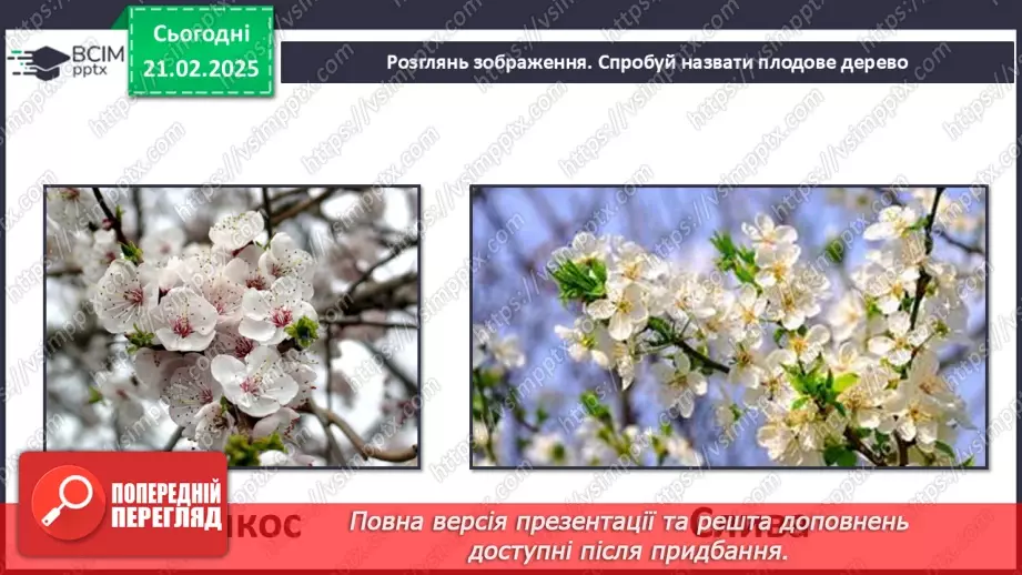 №0071 - Як почуваються рослини навесні17