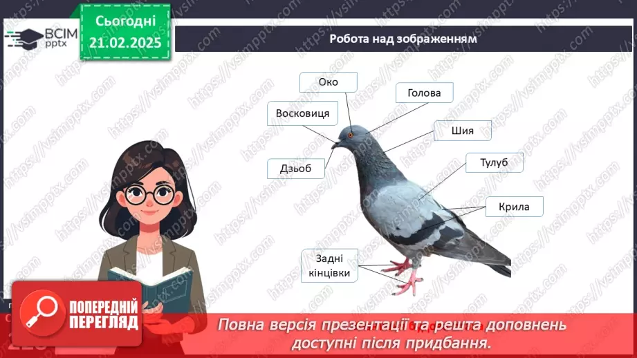 №64 - Птахи: риси пристосованості до польоту.7