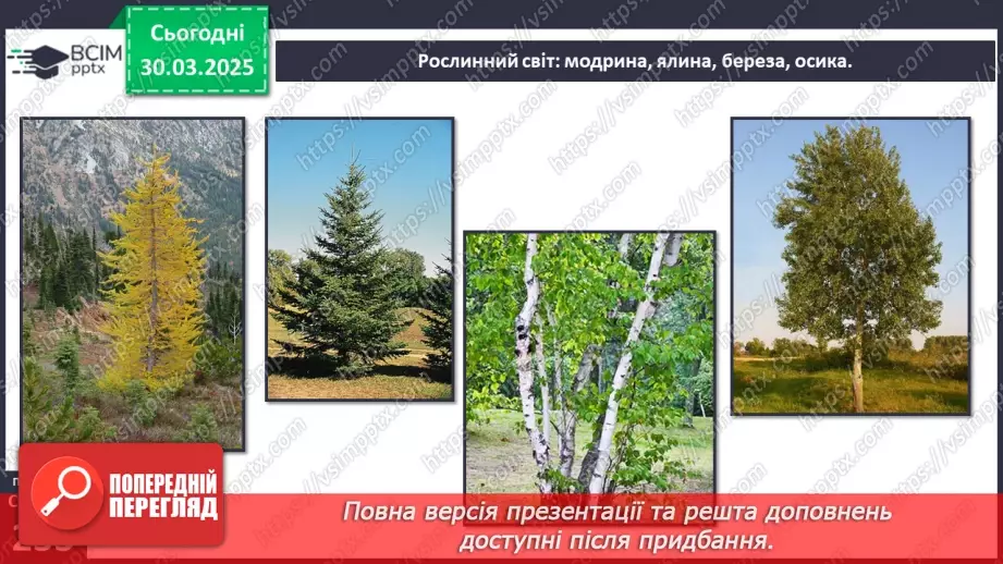 №58 - Природні зони Євразії. Тайга. Широколисті ліси. Субтропічні ліси й чагарники.7