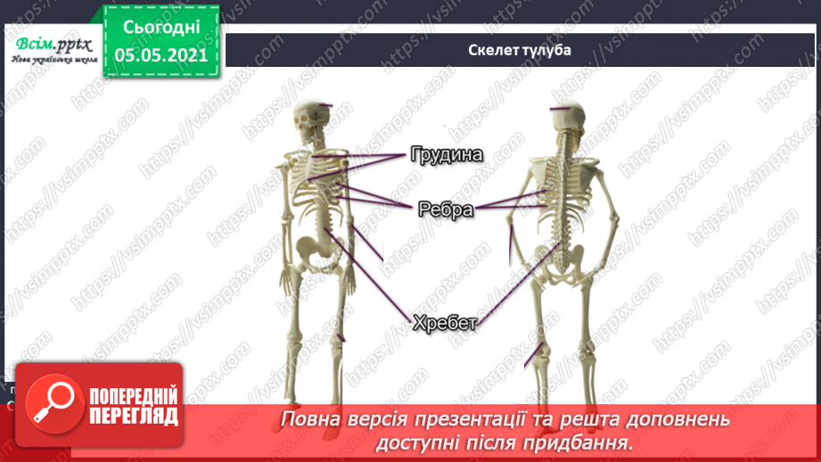 №057-58 - Скелет — опора тіла.12 №057-58 - Скелет — опора тіла.12