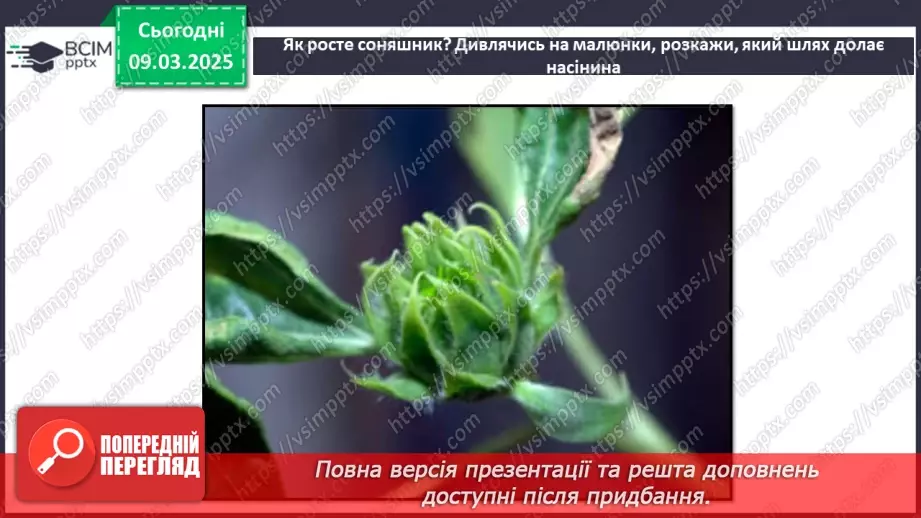 №076 - Як росте і розвивається рослина з насінини. ст.67-6929