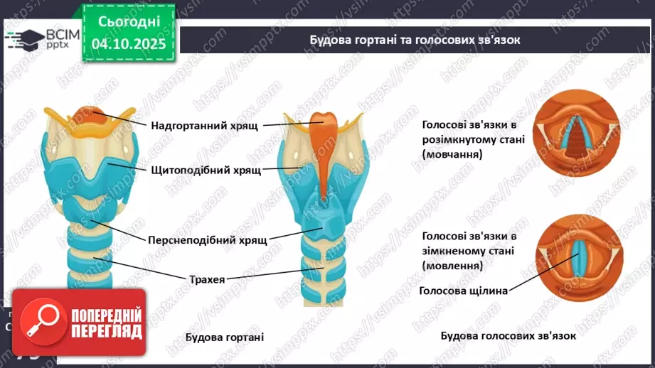 №019 - Будова й функції дихальної системи людини. Дихальні рухи. Газообмін у легенях і тканинах.8 №019 - Будова й функції дихальної системи людини. Дихальні рухи. Газообмін у легенях і тканинах.8