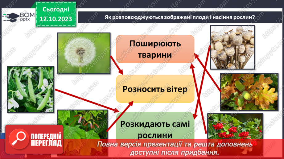 №022 - Плоди і насіння рослин17 №022 - Плоди і насіння рослин17
