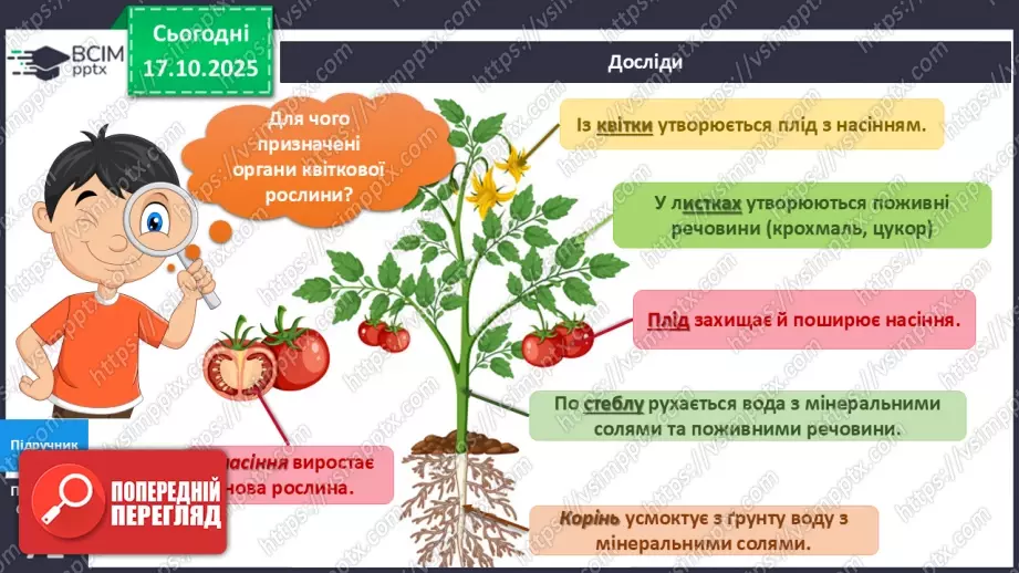 №025 - Будова й різноманітність рослин.8 №025 - Будова й різноманітність рослин.8