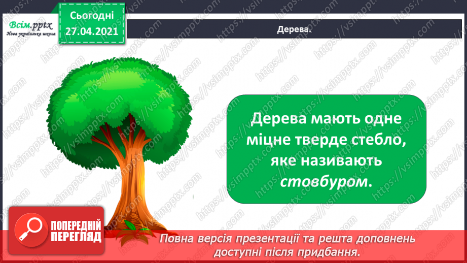 №011 - 012 - Якими бувають рослини? Як розрізняють рослини? Проводимо дослідження. Які умови потрібні рослинам для життя?13